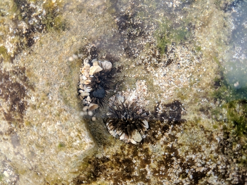 Anthopleura nigrescens observed 2019-01-19