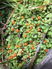 Nertera scapanioides