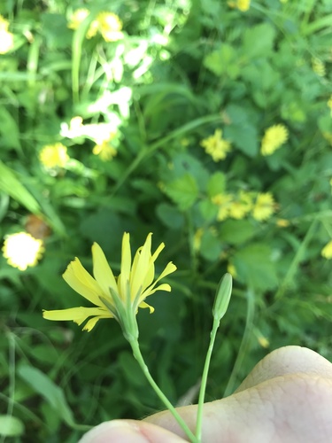 Image of Ixeris japonica by no rights reserved