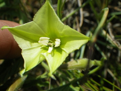 Convolvulus natalensis