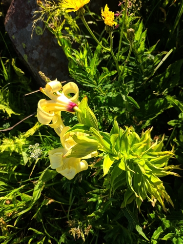ľalia (Lilium)