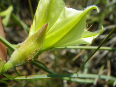 Convolvulus natalensis