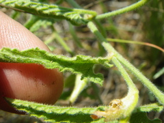 Convolvulus natalensis