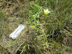 Convolvulus natalensis