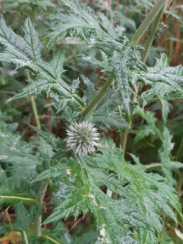 Image of Echinops exaltatus by (c) tylototriton, some rights reserved (CC BY)