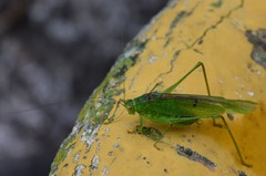 Phaneroptera