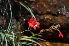 Gladiolus cardinalis