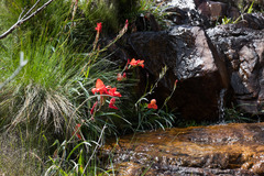 Gladiolus cardinalis