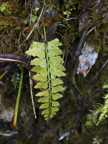 Asplenium yoshinagae iNat (3)