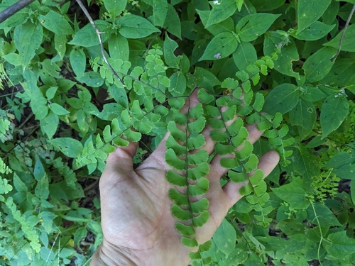 Adiantum patens (Adiantum patens)