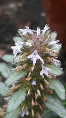 Ajuga nipponensis