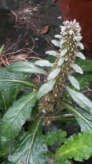 Ajuga nipponensis
