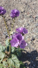 Phacelia calthifolia