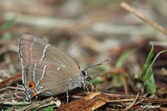 Parrhasius moctezuma