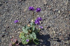 Phacelia calthifolia