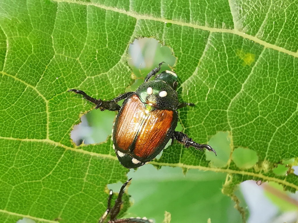 Winsome Fly from Saint-Esprit, QC J0K 2L0, Canada on July 10, 2023 at ...