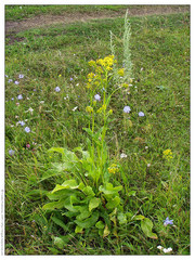 Senecio doria
