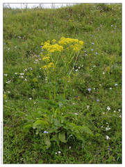 Senecio doria