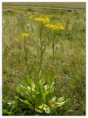 Senecio doria