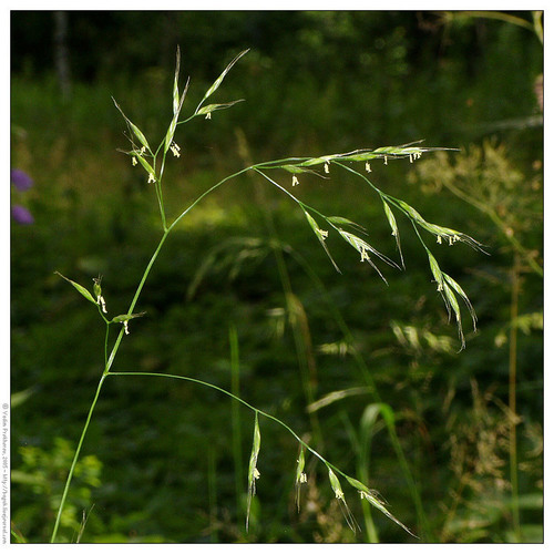 Giant Fescue (Festuca gigantea) · iNaturalist Canada