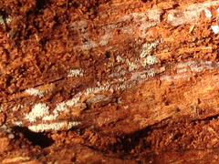 Mucronella bresadolae