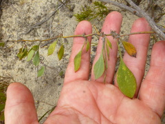 Centella glabrata