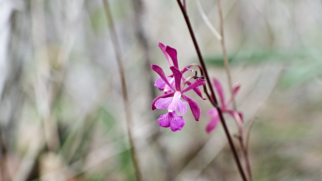 Encyclia moebusii