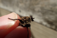 Orthoprosopa bilineata