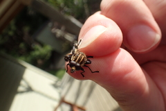 Orthoprosopa bilineata
