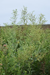 Paniculatae