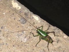 Eupholidoptera chabrieri