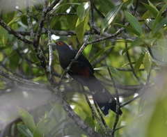 Phaenicophaeus sumatranus