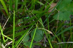 Eupholidoptera chabrieri