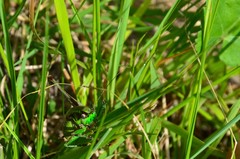 Eupholidoptera chabrieri