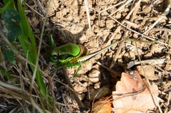 Eupholidoptera chabrieri