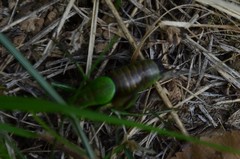 Eupholidoptera chabrieri