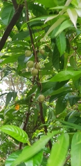 Lepisanthes alata