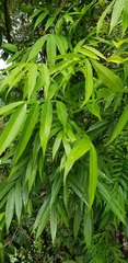 Lepisanthes alata