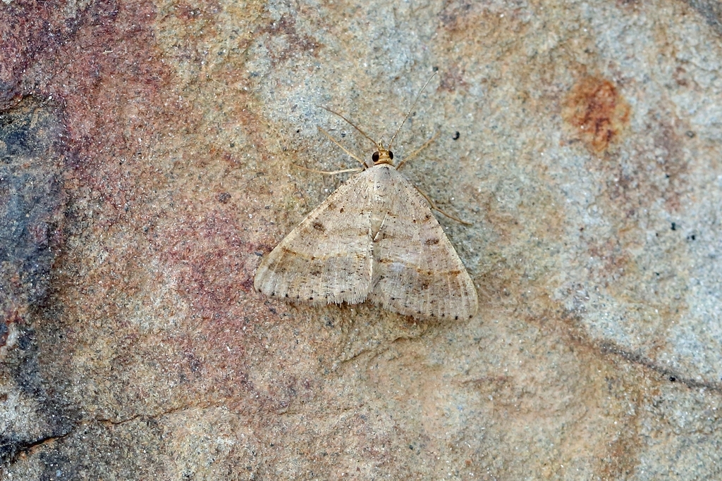 Peahen Moth