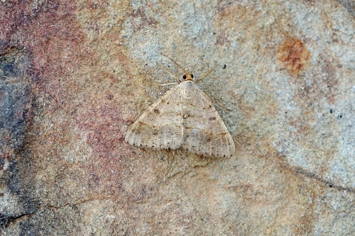 Peahen Moth