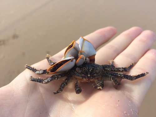 Plagusia squamosa