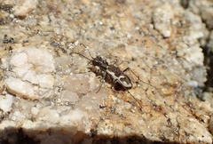 Neocicindela