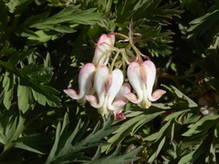 Dicentra nevadensis