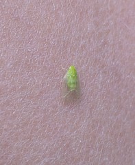 Kallitaxila granulata