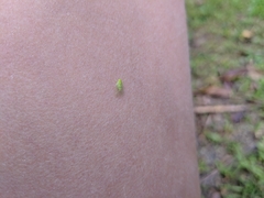 Kallitaxila granulata