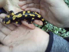Salamandra salamandra