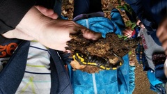 Salamandra salamandra