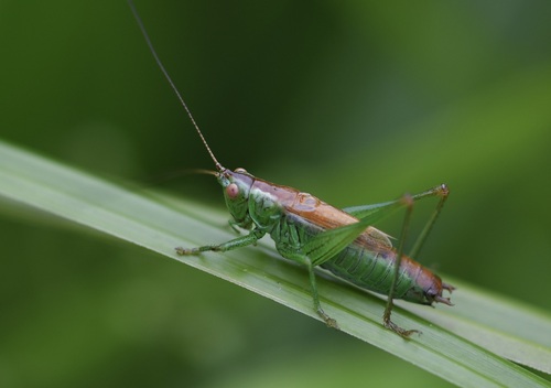 Short-winged Conehead, photo 3 of 10