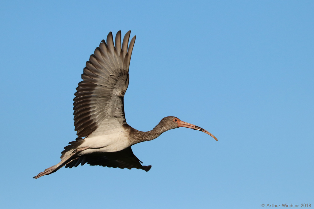 American White Ibis