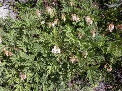 Dicentra nevadensis